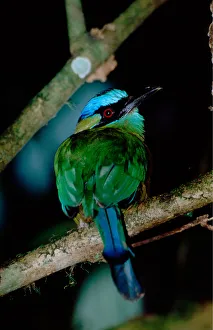 Central America - Costa Rica - San Vito - Wilson Botanical Gardens - Blue-crowned Central America - Costa Rica - San Vito - Wilson Botanical Gardens - Blue-crowned