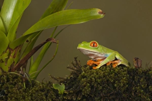Central America, Costa Rica, Slva Verde Lodge, Red-eyed Leaf Frog, aka Red-eyed Treefrog Central America, Costa Rica, Slva Verde Lodge, Red-eyed Leaf Frog, aka Red-eyed Treefrog