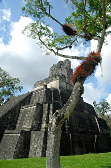 Central America, Guatemala, Petan jungle, Tikal National Park. Main Plaza, temple number 1 Central America, Guatemala, Petan jungle, Tikal National Park. Main Plaza, temple number 1