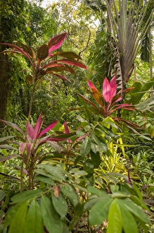 Central America, Honduras, Roatan, Carambola Botanical Gardens, Ti plant, Cordyline Central America, Honduras, Roatan, Carambola Botanical Gardens, Ti plant, Cordyline