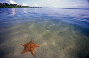Central America, Panama, Bocas del Toro. Starfish Cove Central America, Panama, Bocas del Toro. Starfish Cove