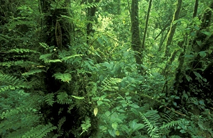 Central America, Panama, Chiriqui Province, Parque National de Amistad, Vulcano Baru Central America, Panama, Chiriqui Province, Parque National de Amistad, Vulcano Baru