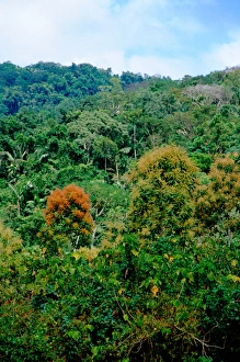 Central America, Panama, Darien Province, Darien National Park, Cana. UNESCO World Heritage Site Central America, Panama, Darien Province, Darien National Park, Cana. UNESCO World Heritage Site