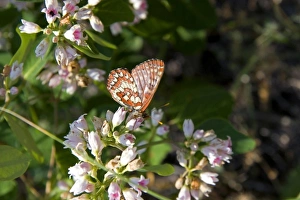 Chalcedon Checkerspot butterfly in the Nymphalidae family located in Idaho Chalcedon Checkerspot butterfly in the Nymphalidae family located in Idaho