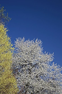 Cherry Tree in full bloom, Louisville, Kentucky Cherry Tree in full bloom, Louisville, Kentucky