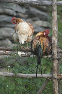 Chickens near Flam; situated in the innermost part of the Sognefjord surrounded by high Chickens near Flam; situated in the innermost part of the Sognefjord surrounded by high