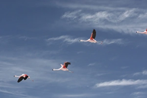 Chiean Flamingos in flight at the Atacama Salt Lake in midday Chiean Flamingos in flight at the Atacama Salt Lake in midday