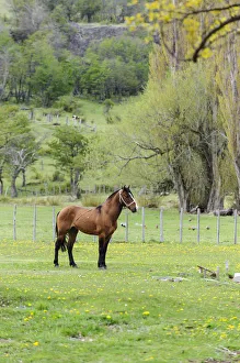 Chile, Aysen, Cerro Castillo. Horse in pasture Chile, Aysen, Cerro Castillo. Horse in pasture