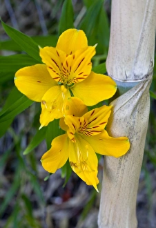Chile. South America. Blooming lilies and bamboo Chile. South America. Blooming lilies and bamboo