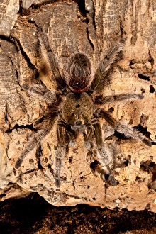 Chilean Beautiful Tarantula, Euathlus truculentus Chilean Beautiful Tarantula, Euathlus truculentus
