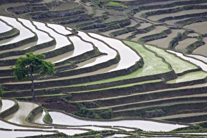 China, Yunnan Province, Yuanyang. Lone tree grows on hillside of rice terraces. Credit as China, Yunnan Province, Yuanyang. Lone tree grows on hillside of rice terraces. Credit as