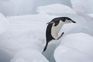 Chinstrap Penguin (Pygoscelis antarcticus) jumping on ice, South Orkney Islands Chinstrap Penguin (Pygoscelis antarcticus) jumping on ice, South Orkney Islands