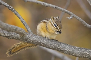 Least Chipmunk, Tamias minimus, adult eating berries, Grand Teton NP, Wyoming, September Least Chipmunk, Tamias minimus, adult eating berries, Grand Teton NP, Wyoming, September