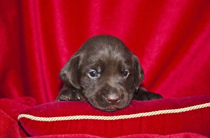 A Chocolate Labrador Retriever puppy peeking over a red pillow with red background A Chocolate Labrador Retriever puppy peeking over a red pillow with red background