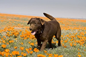 A Chocolate Labrador Retriever walking through a field of poppies at Antelope Valley A Chocolate Labrador Retriever walking through a field of poppies at Antelope Valley