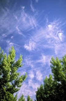 Blue Sky Images Prints: Cirrus clouds