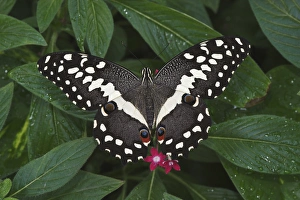 Citrus swallowtail butterfly Papilio demodocus Native to South Africa Citrus swallowtail butterfly Papilio demodocus Native to South Africa
