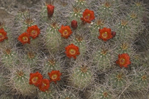 Claret Cup Cactus (Echinocereus triglochidiatus), Joshua Tree National Park, California Claret Cup Cactus (Echinocereus triglochidiatus), Joshua Tree National Park, California