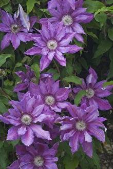 Clematis growing in the Bellevue Botanical Gardens, Bellevue, Washington Clematis growing in the Bellevue Botanical Gardens, Bellevue, Washington