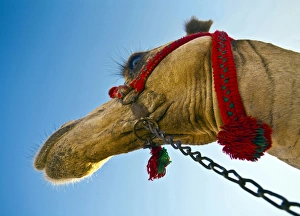 Close up of a camels head from underneath in Egypt Close up of a camels head from underneath in Egypt