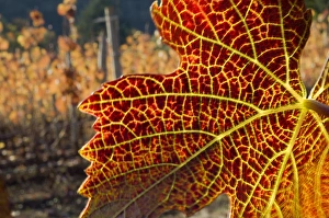 Close up of fall-colored Pinot Noir leaves with Knudsen vineyards in the background Close up of fall-colored Pinot Noir leaves with Knudsen vineyards in the background