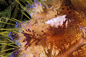 Marine Life Prints: Close up of shell on fire urchin
