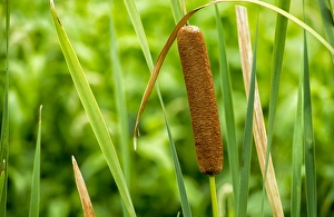 Close-up of an American cattail with leaves in wetland habitat. The Celery Bog, West Lafayette Close-up of an American cattail with leaves in wetland habitat. The Celery Bog, West Lafayette