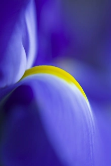 Colorful Macro Photography Prints: Close-up detail of a Blue Flag iris