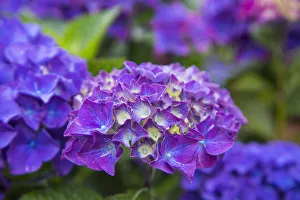Close-up of blue hydrangea flowers in garden. Cannon Beach, Oregon Close-up of blue hydrangea flowers in garden. Cannon Beach, Oregon