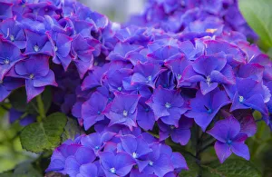 Close-up of blue Hydrangea flowers in gardens of Cannon Beach, Oregon Close-up of blue Hydrangea flowers in gardens of Cannon Beach, Oregon