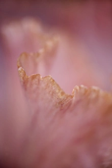Close-up of edge of hybrid Bearded Iris petal Close-up of edge of hybrid Bearded Iris petal