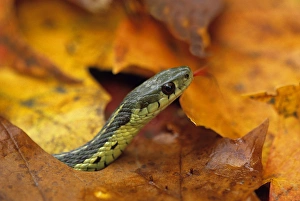Close-up of garter Snake in fall with tongue out. Credit as: Nancy Rotenberg / Jaynes Close-up of garter Snake in fall with tongue out. Credit as: Nancy Rotenberg / Jaynes