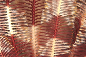 Close-Up Macro View of Crinoid, Bligh Water, Viti Levu, Fiji, South Pacific Close-Up Macro View of Crinoid, Bligh Water, Viti Levu, Fiji, South Pacific