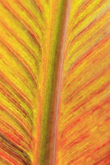 Close-up of an orange and yellow tropical leaf Close-up of an orange and yellow tropical leaf