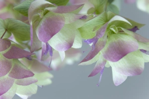 Close-up of ornamental oregano flowers. Credit as: Don Paulson / Jaynes Gallery / DanitaDelimont Close-up of ornamental oregano flowers. Credit as: Don Paulson / Jaynes Gallery / DanitaDelimont