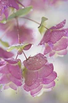 Close-up of ornamental oregano plant with dewdrops. Credit as: Don Paulson / Jaynes Close-up of ornamental oregano plant with dewdrops. Credit as: Don Paulson / Jaynes