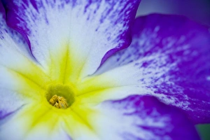 Close-up of Primrose in yellows, whites and blue, Sammamish Washington Close-up of Primrose in yellows, whites and blue, Sammamish Washington