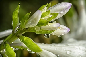 Close-up of rain drops on trumpet-shaped flowers of Hosta plant prior to opening Close-up of rain drops on trumpet-shaped flowers of Hosta plant prior to opening