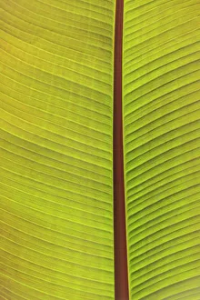 Close-up of the underside of a leaf. Portland, Oregon, USA Close-up of the underside of a leaf. Portland, Oregon, USA