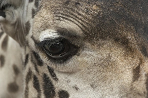 Close-up view of eye and face of Reticulated Giraffe, Giraffa camelopardalis reticulata Close-up view of eye and face of Reticulated Giraffe, Giraffa camelopardalis reticulata