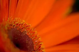 Close-up view of a Gerber Daisy, Sammamish Washington Close-up view of a Gerber Daisy, Sammamish Washington