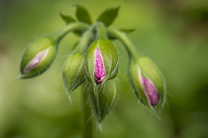 Close-up of vining geranium buds before opening Close-up of vining geranium buds before opening