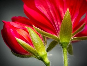 Close-up of vining geranium from back of flower Close-up of vining geranium from back of flower