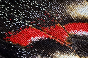 Nature Insect Photography Prints: Close-up detail Wing Pattern of Butterfly