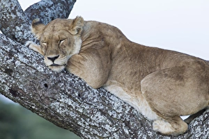 Close up view of female lion sleeping in acaia tree in jungle Close up view of female lion sleeping in acaia tree in jungle