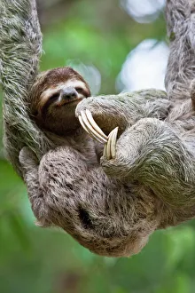 Close up of a young Brown-throated Sloth (Bradypus variegatus) nurses its baby Close up of a young Brown-throated Sloth (Bradypus variegatus) nurses its baby