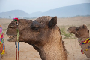 Closeup of a camel, Pushkar, Rajasthan, India Closeup of a camel, Pushkar, Rajasthan, India