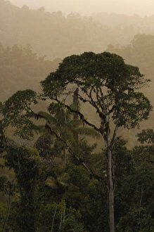 Cloud forest scenic Photographed west Andes Paz de las Aves cloud forest Cloud forest scenic Photographed west Andes Paz de las Aves cloud forest