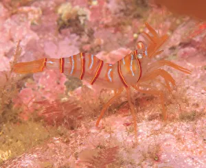 Clown Shrimp (Lebbeus grandimanus), Admiralty Island, South East Alaska, Inside Passage Clown Shrimp (Lebbeus grandimanus), Admiralty Island, South East Alaska, Inside Passage