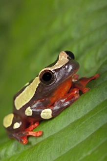 Clown Tree Frog (Dendropsophus sarayacuensis, formerly Hyla leucophyllata) Clown Tree Frog (Dendropsophus sarayacuensis, formerly Hyla leucophyllata)